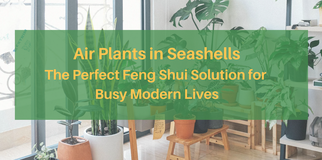 Air Plants in Seashells: The Perfect Feng Shui Solution for Busy Modern Lives | Ultimate Guide 2025