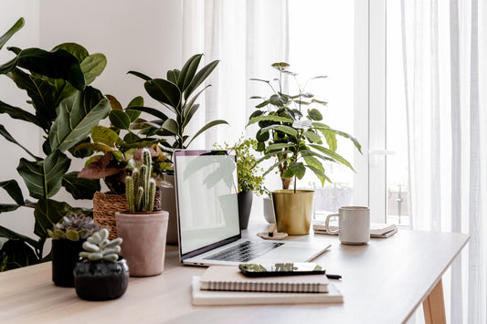 The Function and Benefits of Feng Shui Plants on Office Desks